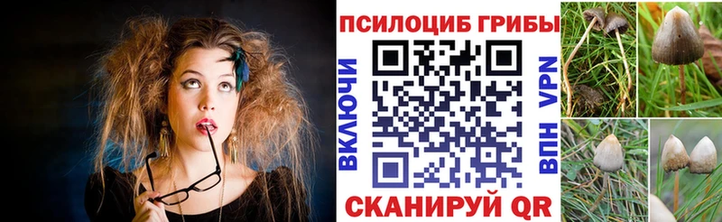 цены   Чаплыгин  кракен как войти  Галлюциногенные грибы Psilocybine cubensis 